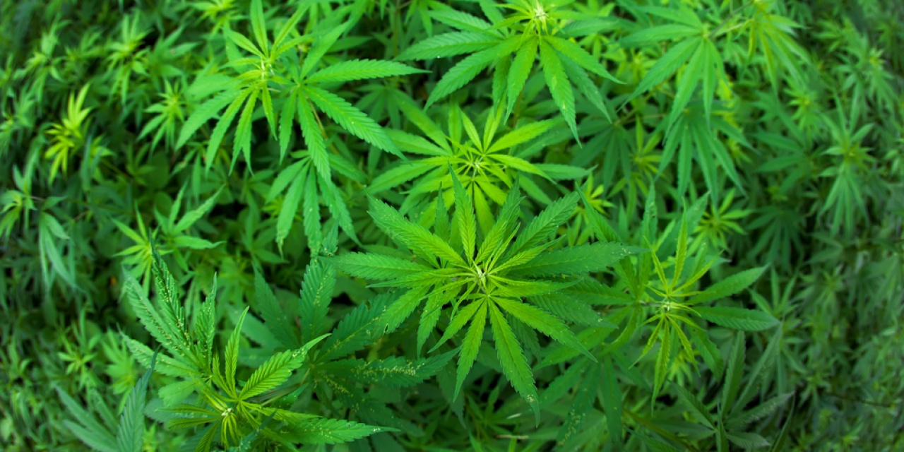 Resultado de imagem para URUGUAI PASSA A VENDER MACONHA EM FARMACIAS