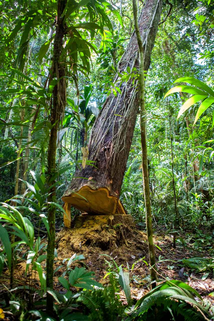Uma jornada rumo à extração ilegal de madeira na Amazônia